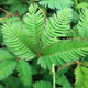 Mimosa pudica, also called the “touch-me-not plant,” will curl its leaves inward in response to touch.